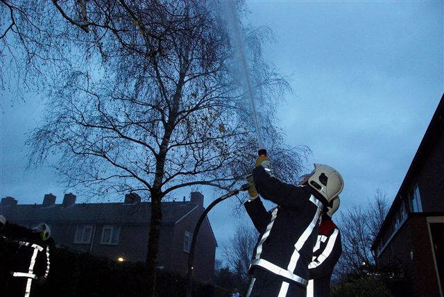 2009/302/20091122 011 Dier op hoogte Zwaluwstraat.jpg